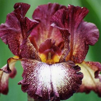 Ирис Germ Crinoline 1шт