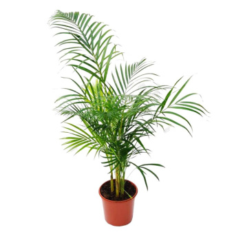 xamedoreya-elegans-21-100