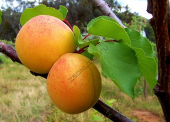 Абрикос Царский