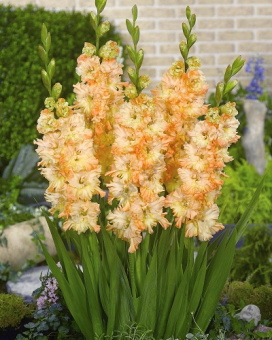 Гладиолус Зе Грейт Куин Элизабет 10-12/К 5шт