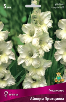 gladiolus_aivory_priscilla_kaper