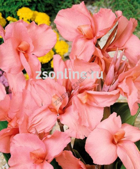 Изображение загружено обработкой по данным файла Excel