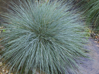 Овсяница сизая, Festuca glauca Freddy