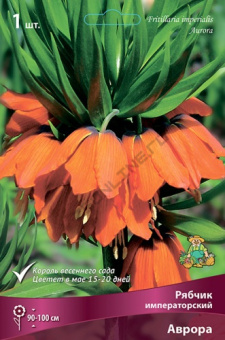 Рябчик императорский Аврора 20-24/К