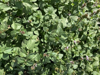 Мята перечная Мандарин/К