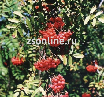 Изображение загружено обработкой по данным файла Excel