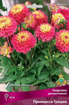 Георгин декоративный Принцесса Грация