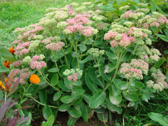 Очиток видный Матрона ,C 1.5