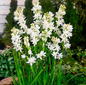 Полиантес Клубненосный Зе Перл