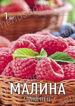Малина традиционные сорта Вольница/ЦКор
