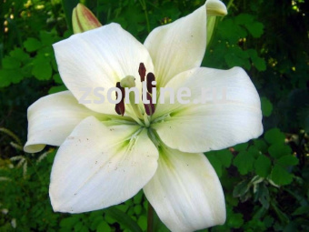 Изображение загружено обработкой по данным файла Excel