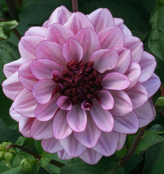 full_georgin-krem-de-kasis-kebol-15058