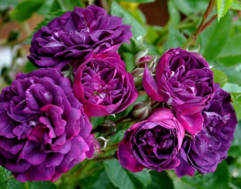 Роза плетистая Блю Маджента/ЦКор