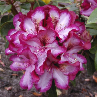 Изображение загружено обработкой по данным файла Excel