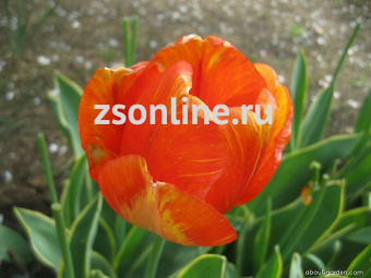 Изображение загружено обработкой по данным файла Excel