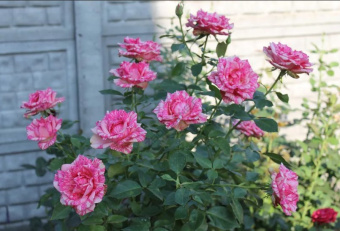 НоменклатураПрисоединенныеФайлы