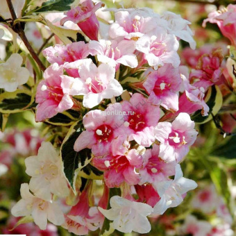 Изображение загружено обработкой по данным файла Excel