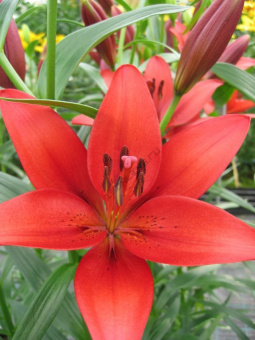 Лилия ЛА-Гибрид Кармин Диамонд