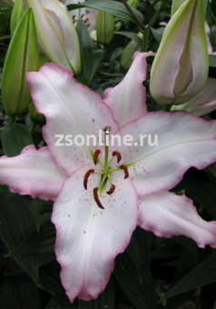 Изображение загружено обработкой по данным файла Excel