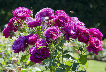 Роза флорибунда Блю Иден/ЦКор