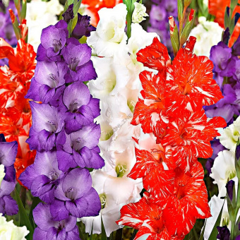 Гладиолусы в асс.