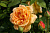 Роза английская парковая Голден Селебрейшен, С 7,20-30 см