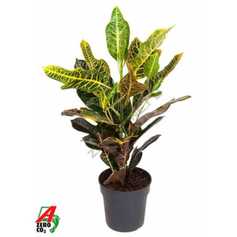 Кодиеум D19см H60см