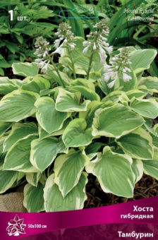 hosta_gibrid_tamburin_kaper