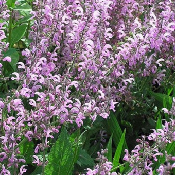 Шалфей луговой Пинк делайт, розовый C1.5