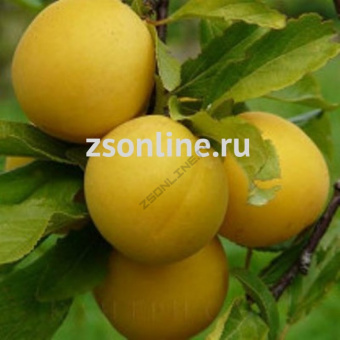 Изображение загружено обработкой по данным файла Excel