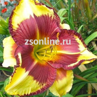 Изображение загружено обработкой по данным файла Excel