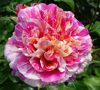 НоменклатураПрисоединенныеФайлы