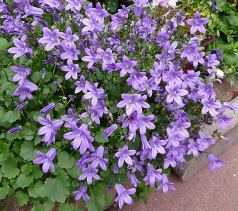 Колокольчик Пожарского Стелла (Р9) (цветки фиолетово-голубые)