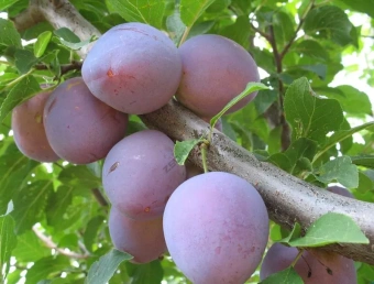 Слива Нарач/ЦКор