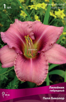 Изображение загружено обработкой по данным файла Excel