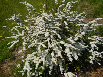 Спирея пепельная Грейфшейм