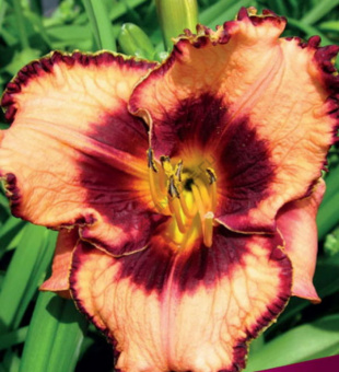 Лилейник гибридный Маделин Нетлз Айз