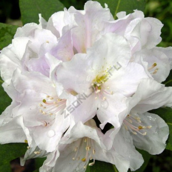 Изображение загружено обработкой по данным файла Excel