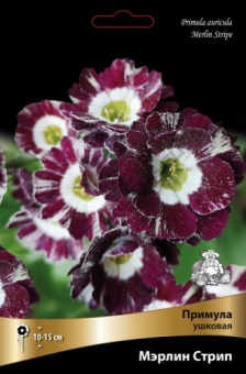 Примула ушковая Мэрлин Стрип*/К