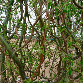 Ива Свердловская Извилистая 476,Salix,(275-300, C 7,5,V)