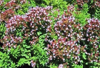 Origanum majorana