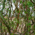 Ива Свердловская Извилистая 476,Salix,(275-300, C 7,5,V)