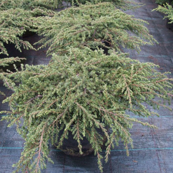 Пахизандра верхушечная Грин Капит (С2)