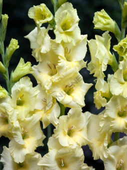 Гладиолус Деббиэнн