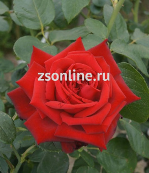 Изображение загружено обработкой по данным файла Excel