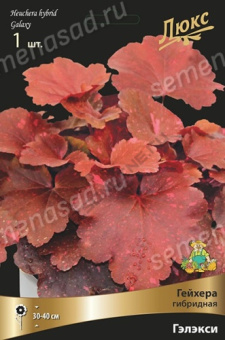 Гейхера гибридная Гэлэкси/К