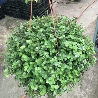 Коллизия подвесная *В