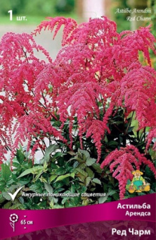 Астильба Арендса Ред Чарм, 1 шт