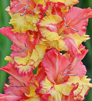 Гладиолус Чебурашка