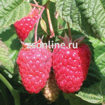 c75571bcc5879f90205cc46afc3ed464